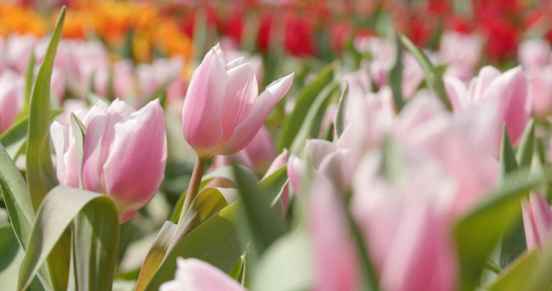 Tulip flower park